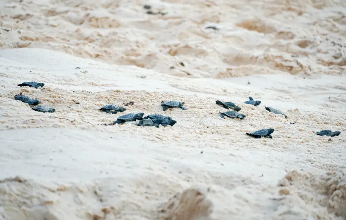 Imagem da galeria de Praia do Forte